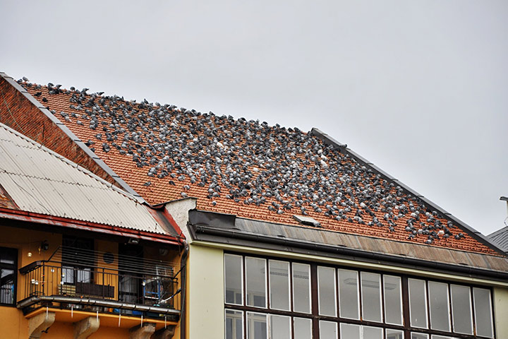 A2B Pest Control are able to install spikes to deter birds from roofs in Emerson Park. 
