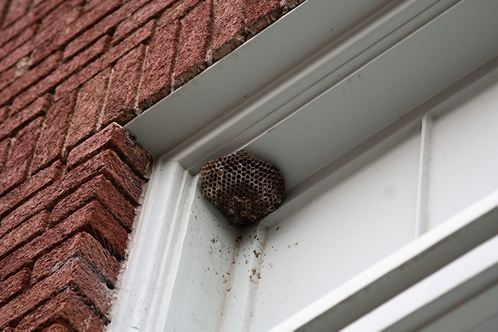 We provide a wasp nest removal service for domestic and commercial properties in Emerson Park.
